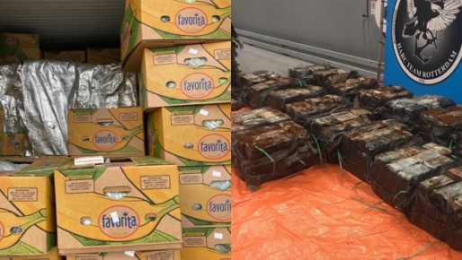 Drugs verstopt in bananen uit Ecuador (foto: OM Nederland) Drugs verstopt in bananen uit Ecuador (foto: OM Nederland)
